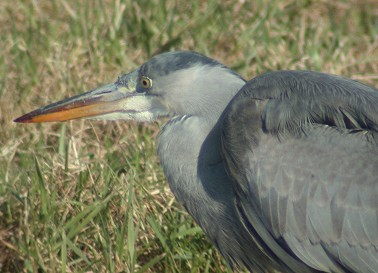 Blauwereiger140203